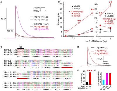 β Subunits Functionally Differentiate Human Kv4.3 Potassium Channel Splice Variants